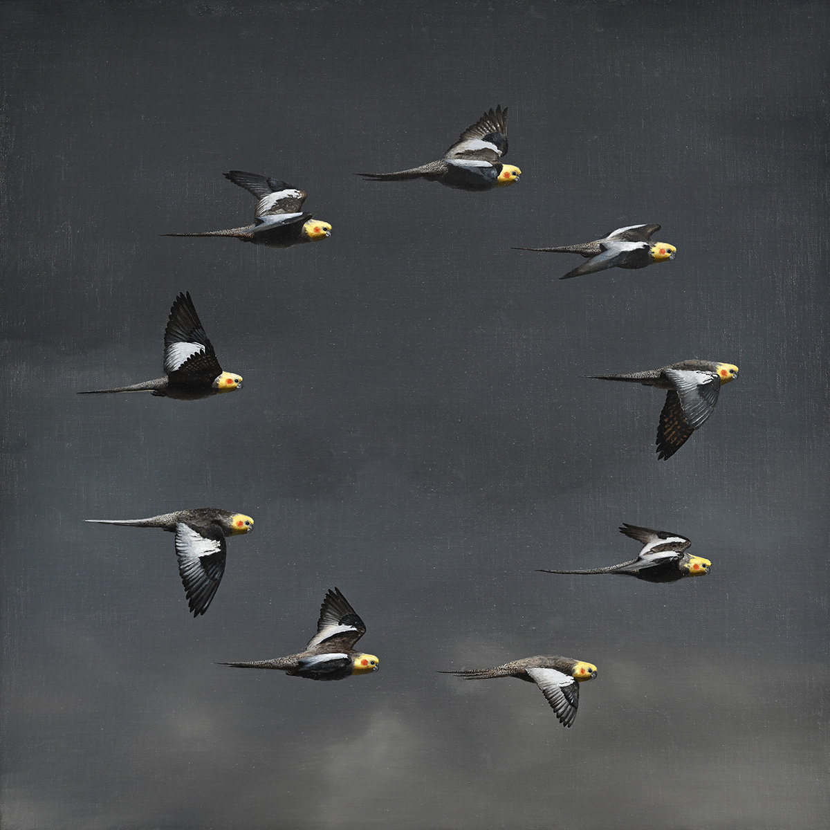向山裕 「騎行」 2025 油彩、キャンバス 65.2×65.2cm