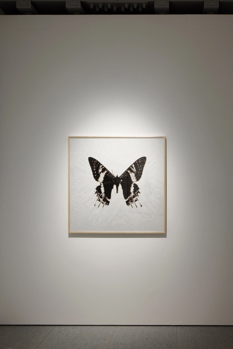 specimen (butterfly), 2023  © Kosuke Ichikawa/Soni. & Co. All Rights Reserved.
